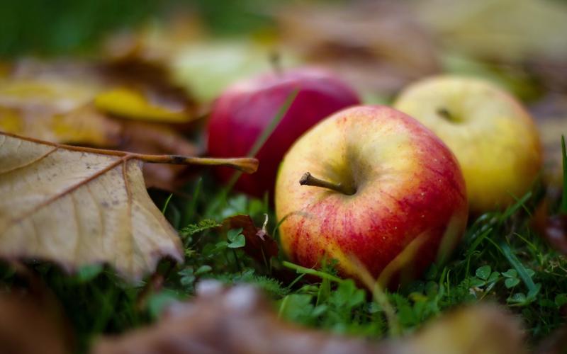壁纸 成熟的苹果,地面,叶子,草