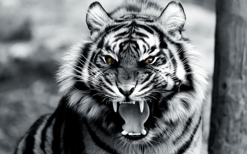 自然动物老虎艺术设计数码怒吼animalstigerdigitalartroar壁纸图片