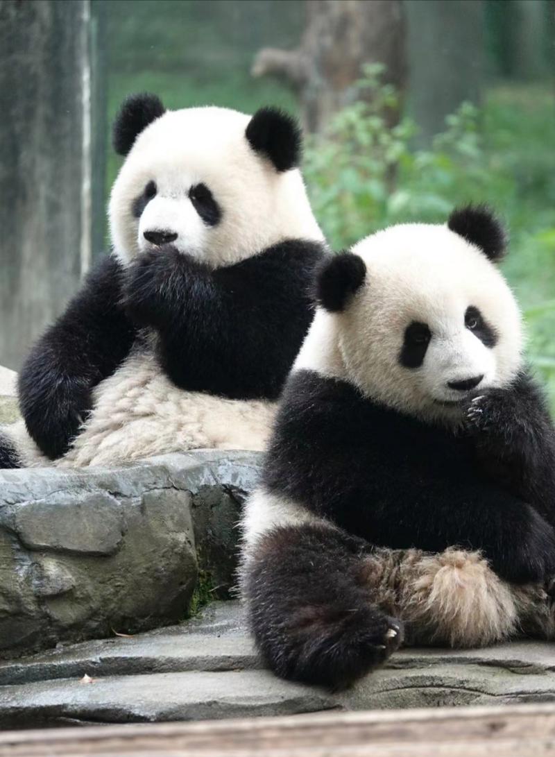 可可爱爱的大熊猫