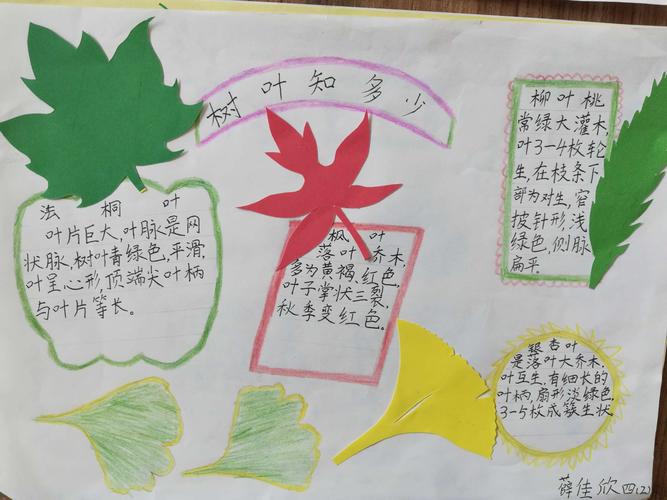 四年级树叶文化快乐园系列课程之二制作篇:树叶知多少