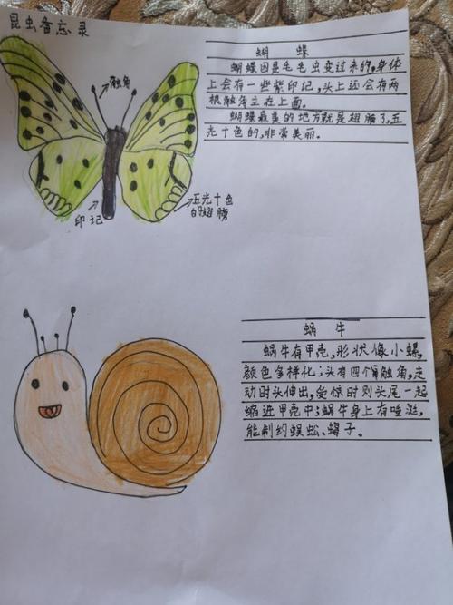 雄安校区三年级(2)班精彩作品集-------昆虫备忘录