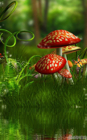 蘑菇菌类-花瓣网|陪你做生活的设计师 | 蘑菇蝴蝶动态图片