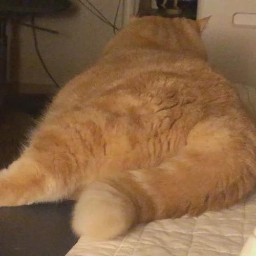 头像|胖胖的橘猫头像