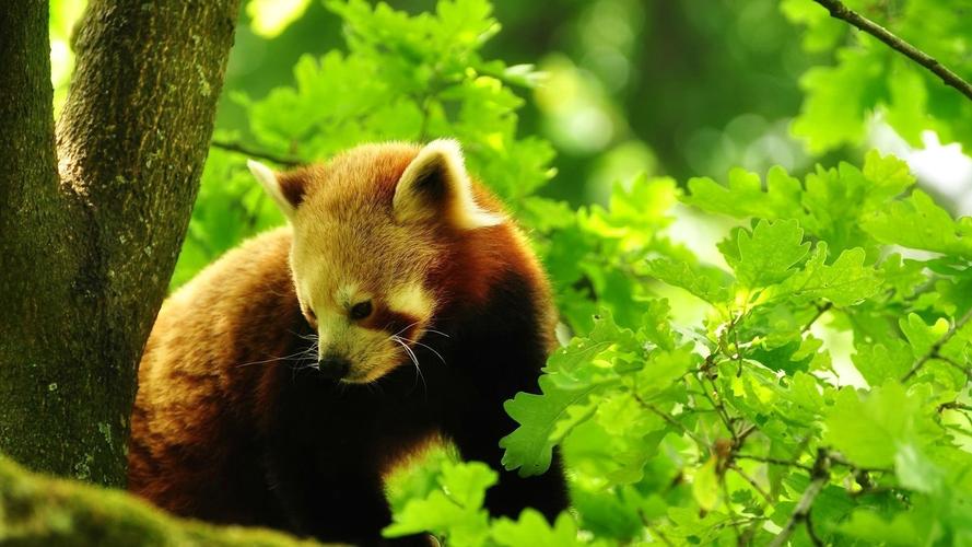 森林的可爱小熊猫动物图片壁纸