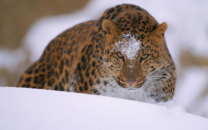 snow,animals,leopard (animal),壁纸,高清壁纸自然,雪,动物,豹(动物)