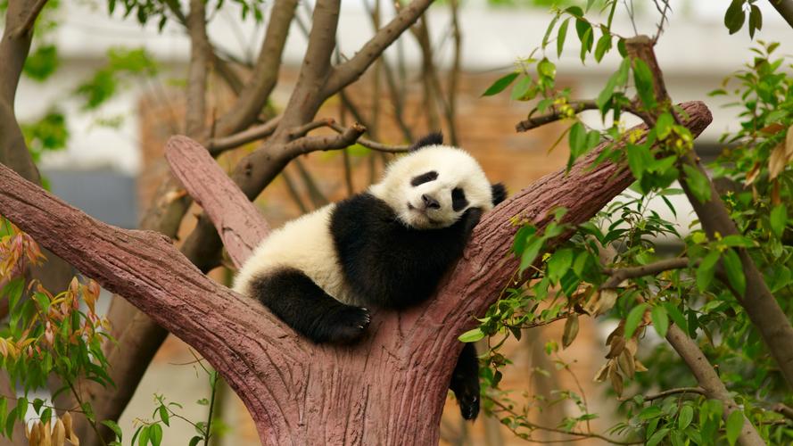国宝大熊猫俏皮爬树摄影图片桌面壁纸