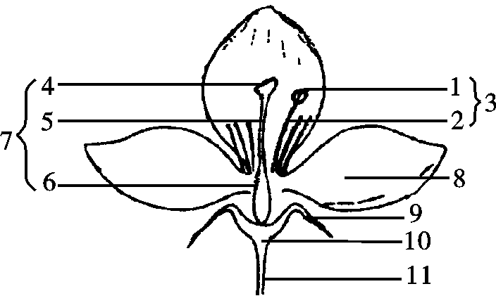 中考生物复*练* 第9课时 植物的生长和开花试题答案 花的主要结构是