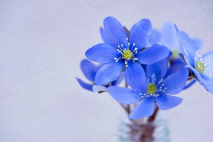 蓝色花卉小清新小蓝花桌面背景图片