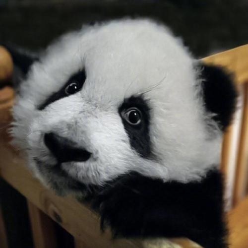 软乎乎的国宝熊猫超可爱微信头像