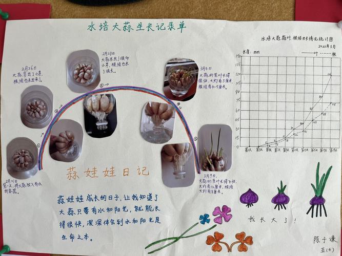 童真南湾营虎虎生长的大蒜五年级数学实践活动作品