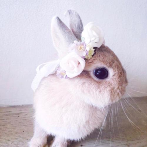 可爱小兔子头像现实版
