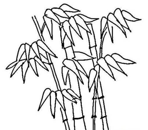 竹子的图片简笔画 竹子的图片简笔画