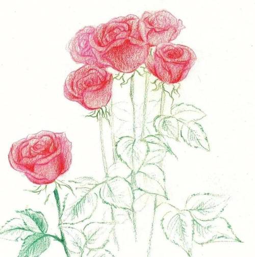 彩铅玫瑰花的画法彩铅玫瑰花教程步骤图片大全