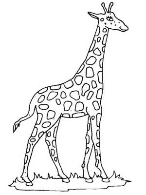 简笔画长颈鹿怎么画又好看又简单