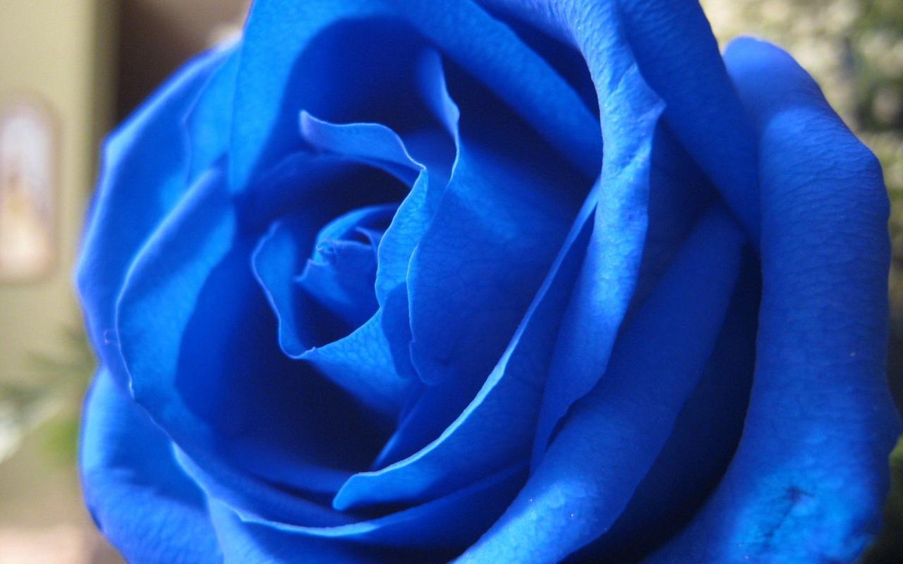 蓝玫瑰高清图片手机壁纸