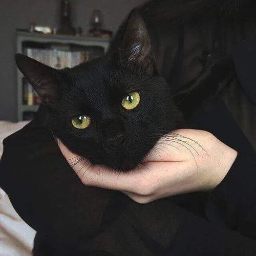 黑猫图片冷艳头像
