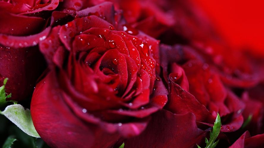 花束红色玫瑰,水滴 壁纸 - 2560x1440 qhd高清