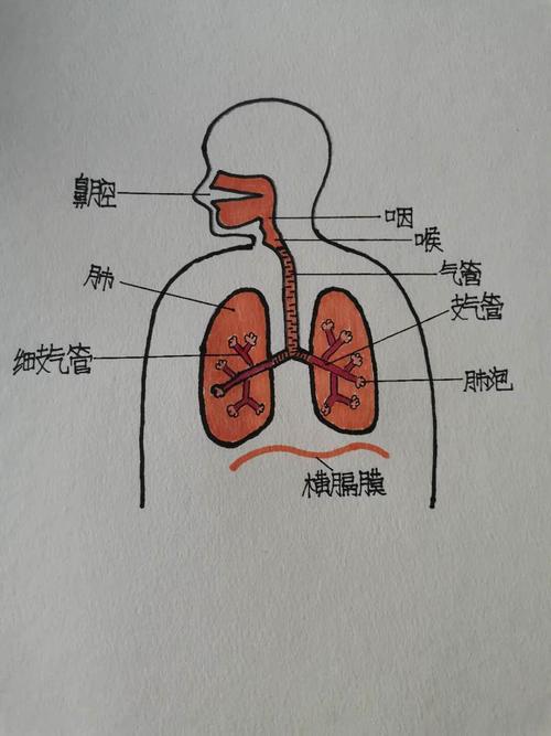 看,孩子们对新冠病毒有了进一步认识----人体呼吸系统简图