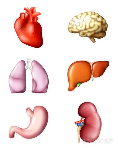 人体内部器官图简笔画彩色