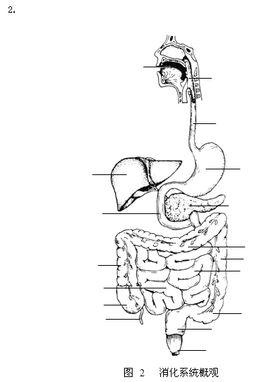 消化系统结构简图简笔画