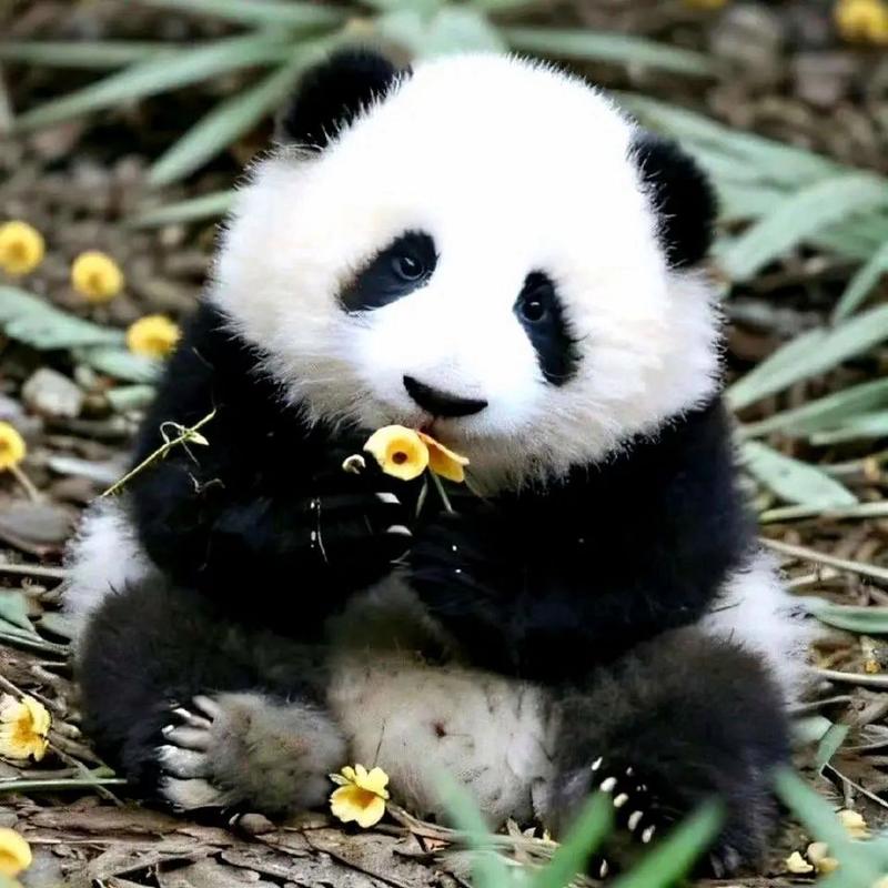 这些熊猫小可爱,真是太萌了!