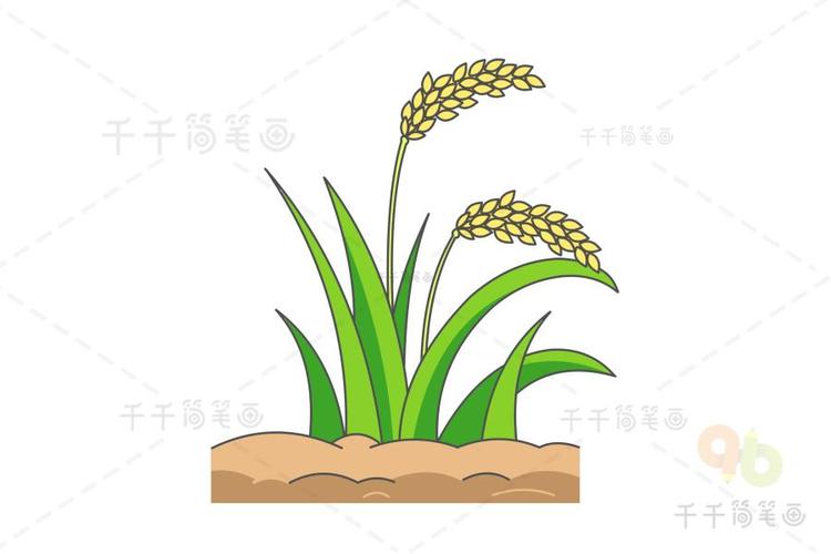 一片水稻的简笔画