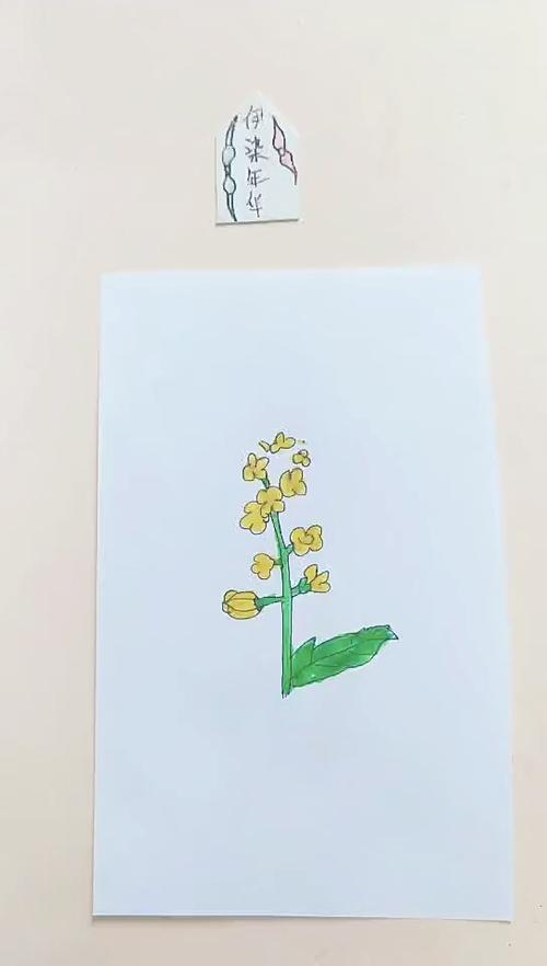一朵油菜花的简笔画
