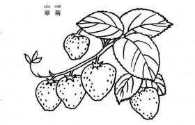 草莓生长顺序过程简笔画