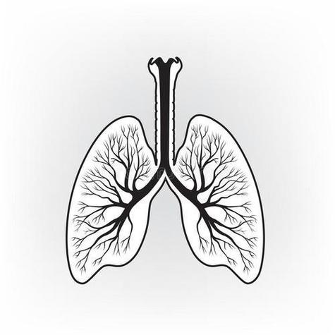 肺的简笔画-简笔画-369作文网