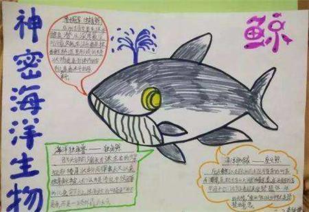 海洋动物鲨鱼介绍手抄报关于海洋的手抄报