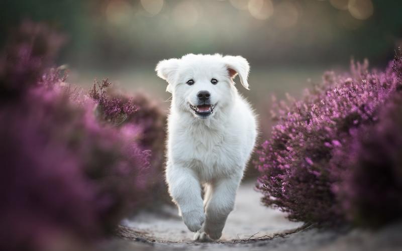 壁纸 白色的小狗跑,紫色的薰衣草花