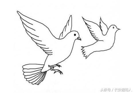 国庆节里面的鸽子图片简笔画