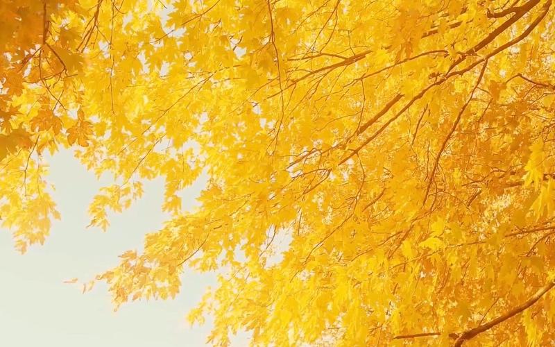 秋天的唯美景色壁纸手机