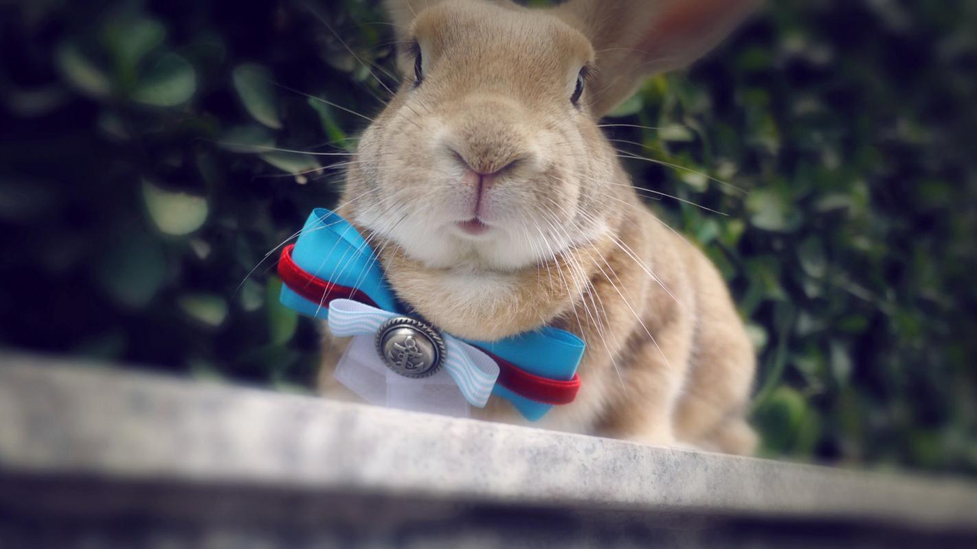 可爱壁纸兔子