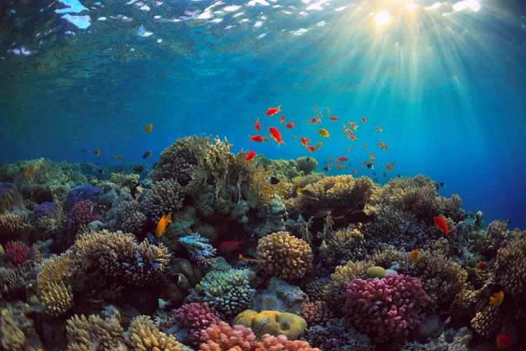 壁纸,2560x1706,海底世界,珊瑚,鱼,光射线,大自然,下载,照片