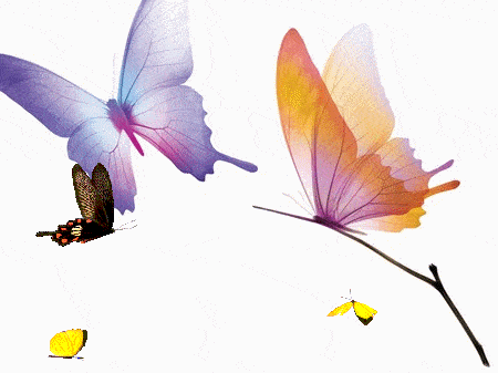 云南蝴蝶大爆发加强生物多样性保护万物生长万物和谐