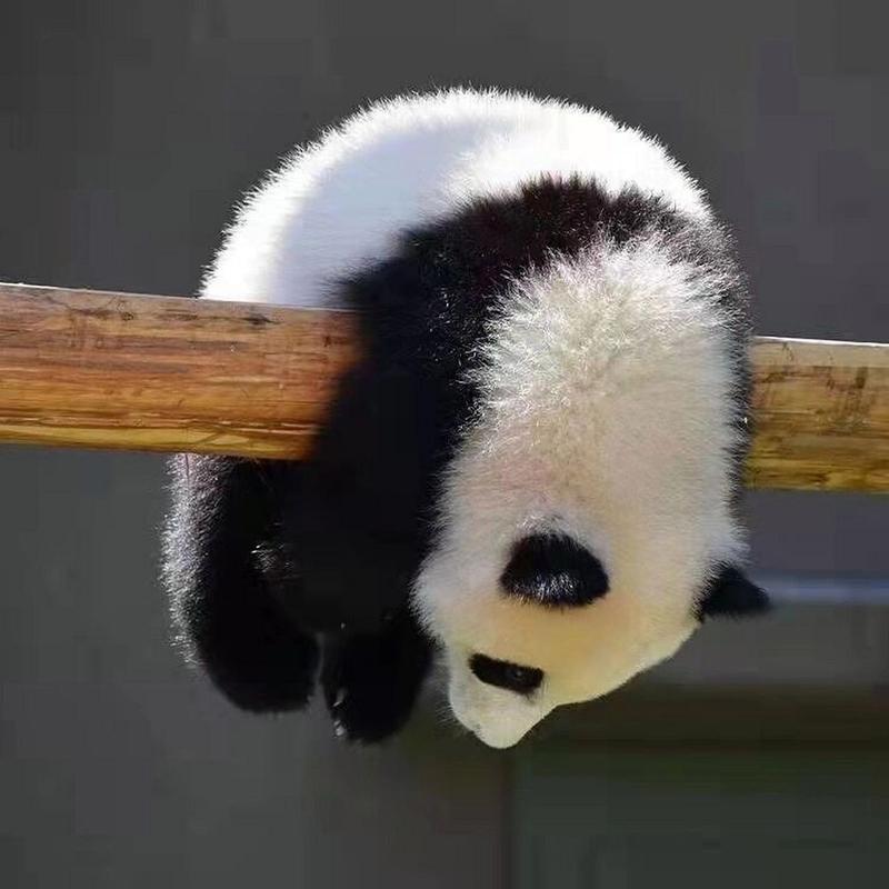 一组熊猫头像 最近感觉头好痒 不会是要长脑子了吧