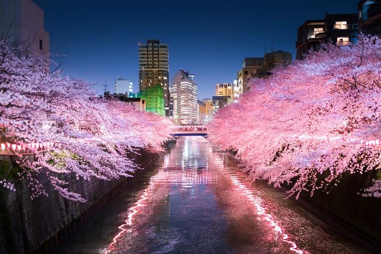 日本街道夜晚樱花壁纸