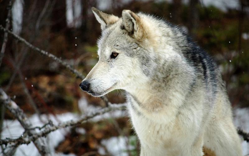 霸气的狼图片野生动物哺乳动物狼
