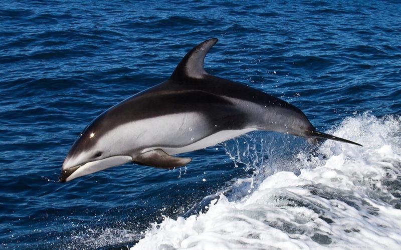 海豚跳跃-神秘的海洋世界桌面壁纸