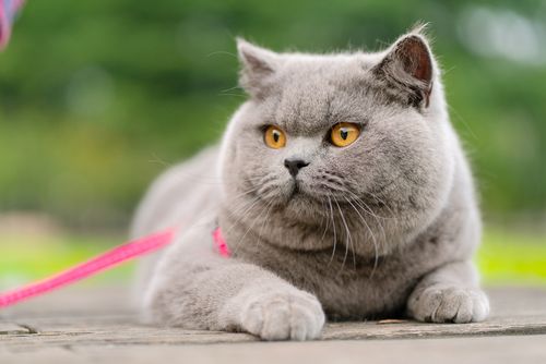 英短 蓝猫 纯蓝色 英国短毛猫 沐米猫舍 适合当种猫