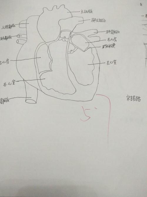 心脏解剖结构示意图简笔画