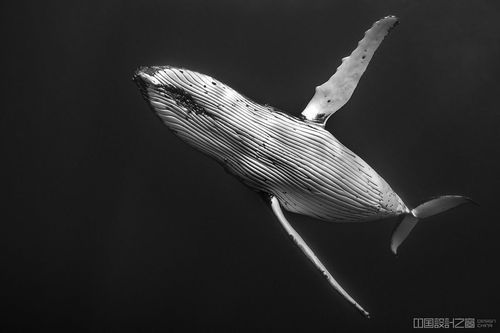 深海鲸鱼唯美图片壁纸