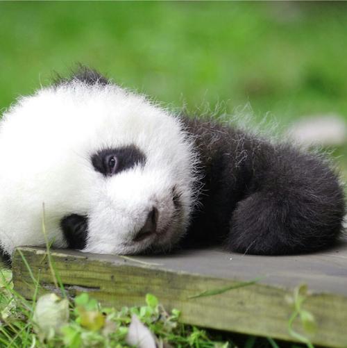 有可爱的熊猫头像吗