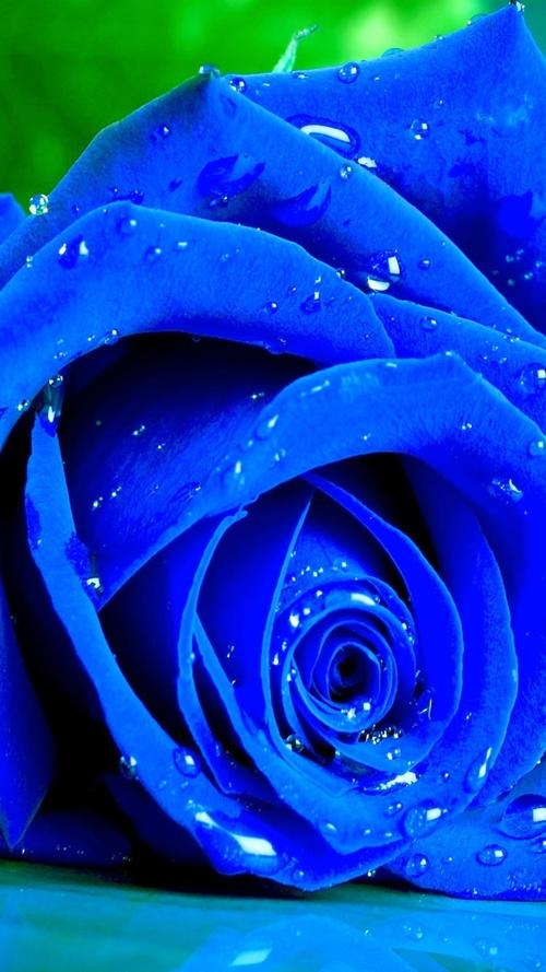蓝玫瑰花壁纸高级ins