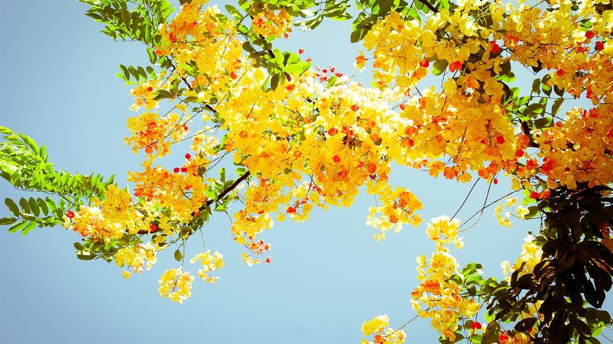 美丽的黄色花朵-令人惊叹花卉摄影图片壁纸