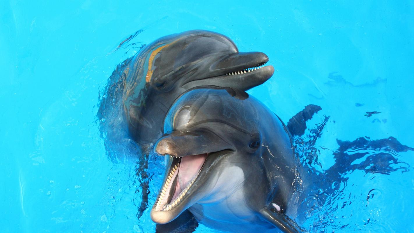 海豚微笑图片大全高清电脑壁纸