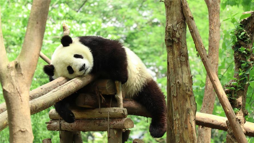 可爱国宝大熊猫高清桌面壁纸
