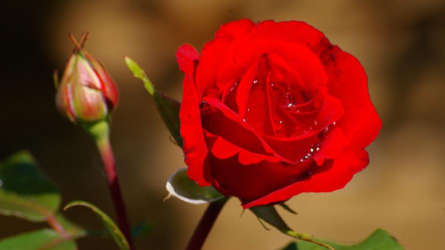 玫瑰花,水滴,红色玫瑰超清壁纸
