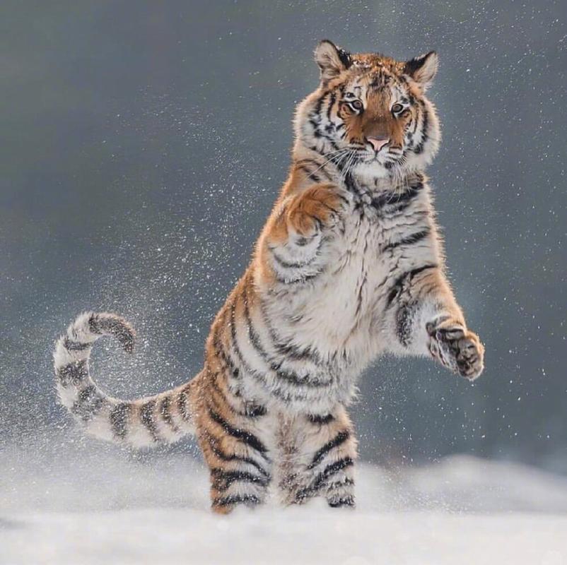 雪地里的老虎看起来竟然多了几分可爱
